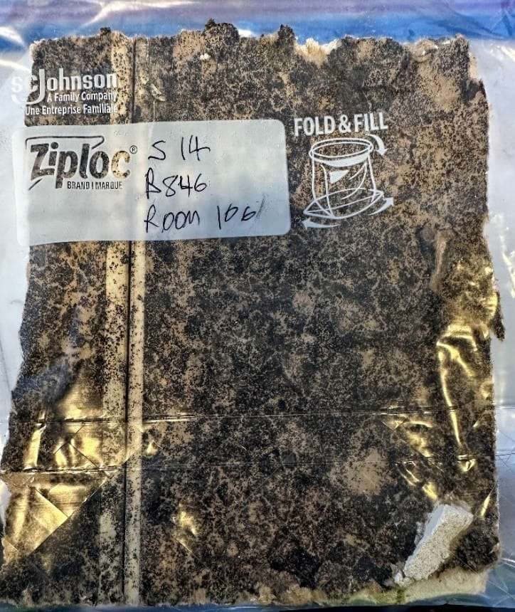 An actual drywall sample with hidden mold growth on the interior of drywall.